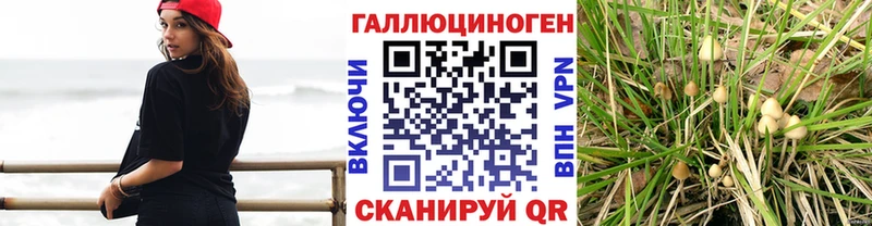 наркошоп  Глазов  Галлюциногенные грибы Psilocybe 